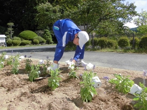 植え替えの様子