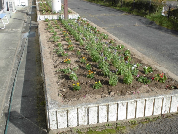 植え替え完了です