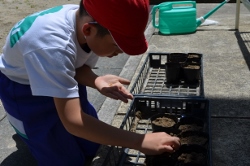 慎重に植えてます