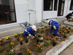 植え替え作業２