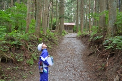 高い木が並んでます