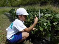 おいしそうに育ったかな