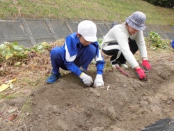 さつまいも掘り１