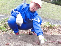 さつまいも掘り４