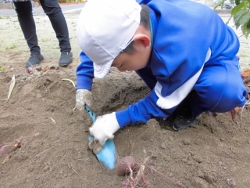 さつまいも掘り５