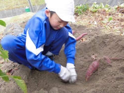 さつまいも掘り３