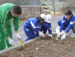 球根植え１
