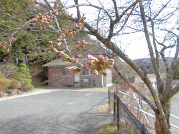 開花までもう少し