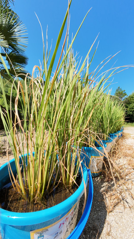 DJI_20250724090739_0002_D