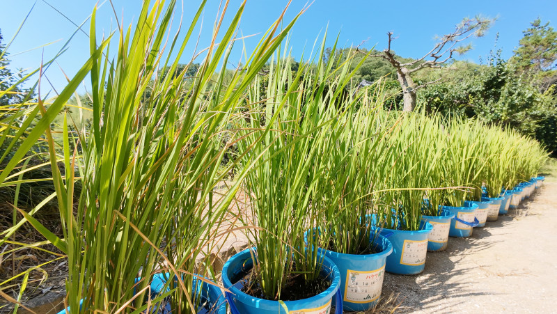 DJI_20250724090754_0003_D