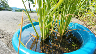 DJI_20250725084214_0001_D