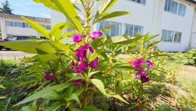 DJI_20250728085845_0009_D