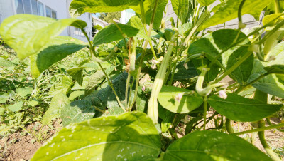 DJI_20250728085926_0011_D