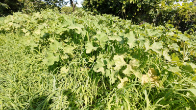 DJI_20250728090015_0013_D