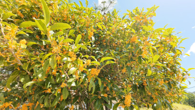 DJI_20251002102717_0008_D