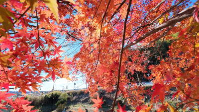 DJI_20251205095559_0016_D