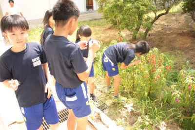 IMG_6762◯　５花