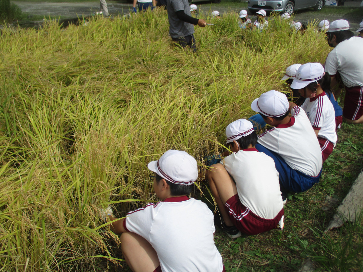稲刈り⑪