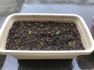 ばらぐみの子ども達と一緒に育てようと思います！