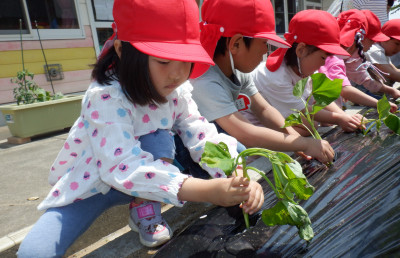 00　サツマ　年中　DSCF0379