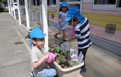 00　年長　野菜花　　CF0488