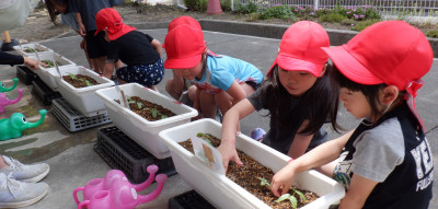 00　年中　アサガオ生長　DSCF0583