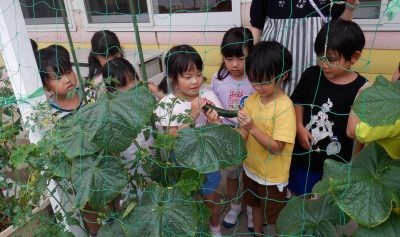 00 年長 きゅうり収穫 DSCF1505