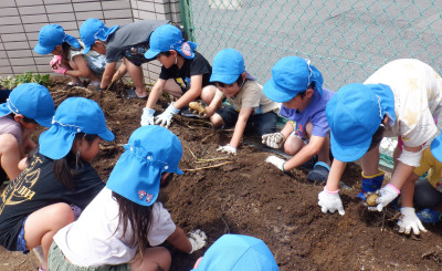 00 年長 じゃがいも堀開始 DSCF1584