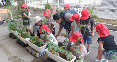 00　年中　アサガオ生長　DSCF2595