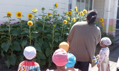 00　年中　ひまわり観察　DSCF2909