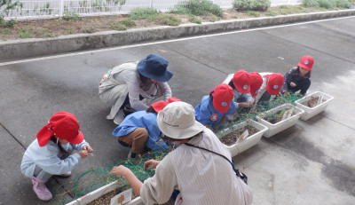 00 年中 種取 全体 nennDSCF5165