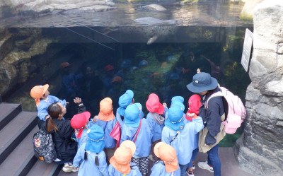 00　ごまふあざらし　DSCF5818