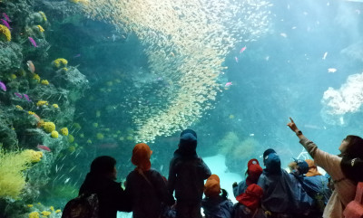 00 キンメモドキDSCF5827