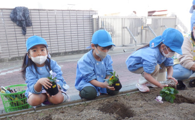 00　年長　苗植え　 DSCF6746