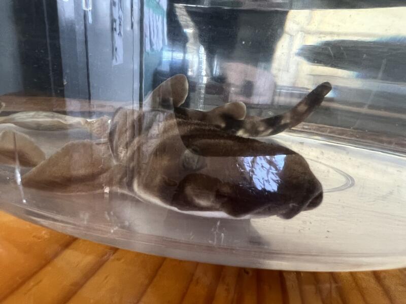 アクアマリンふくしまより出張タッチングプールのトラザメくん