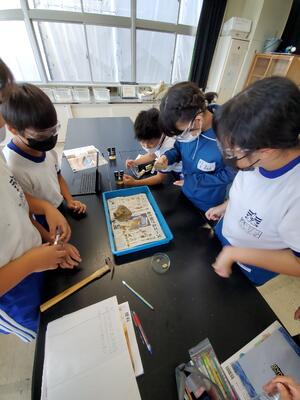 学校に戻り、顕微鏡で詳しく観察しました。