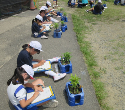 ３の２ホウセンカ