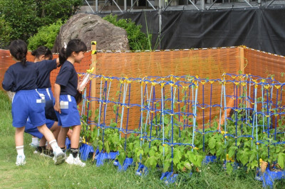 アサガオのみずやり