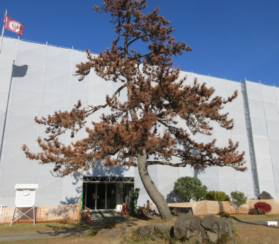 本校シンボル西松