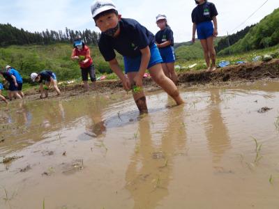 田植えの様子１