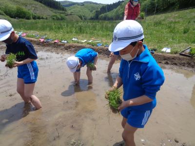 田植えの様子２