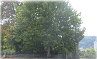 プラタナスBefore