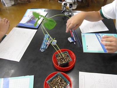 あれー　成長に違いが