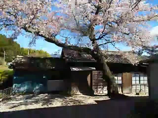 桜散らしの雨上がり(広畑チャンネル)