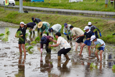 田植え5
