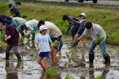 田植え7
