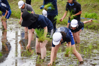 田植え9