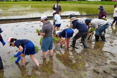 田植え10