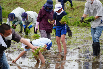 田植え12