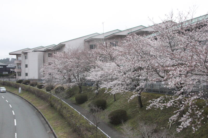 校舎裏の桜です